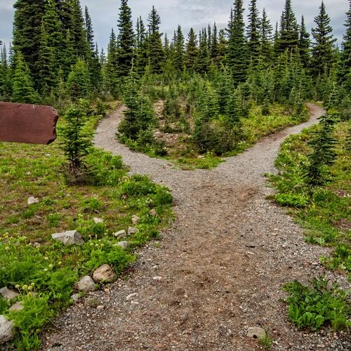The Weight of Unlived Lives: Regret and the Roads We Never Took